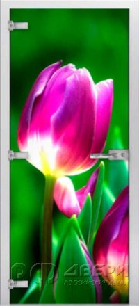 Стеклянная межкомнатная дверь Flowers-15 ПО (Фотопечать)