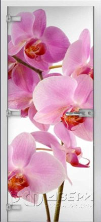 Стеклянная межкомнатная дверь Flowers-17 ПО (Фотопечать)