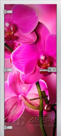 Стеклянная межкомнатная дверь Flowers-19 ПО (Фотопечать)