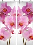 Flowers-17 ПО (Фотопечать)
