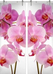 Стеклянная дверь раздвижная Flowers-17 ПО (Фотопечать)