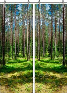 Стеклянная дверь раздвижная Forest-03 (Фотопечать)