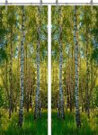 Forest-20 ПО (Фотопечать)